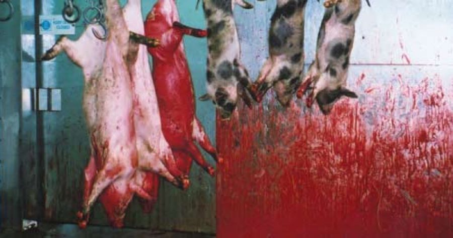 pigs being slaughtered