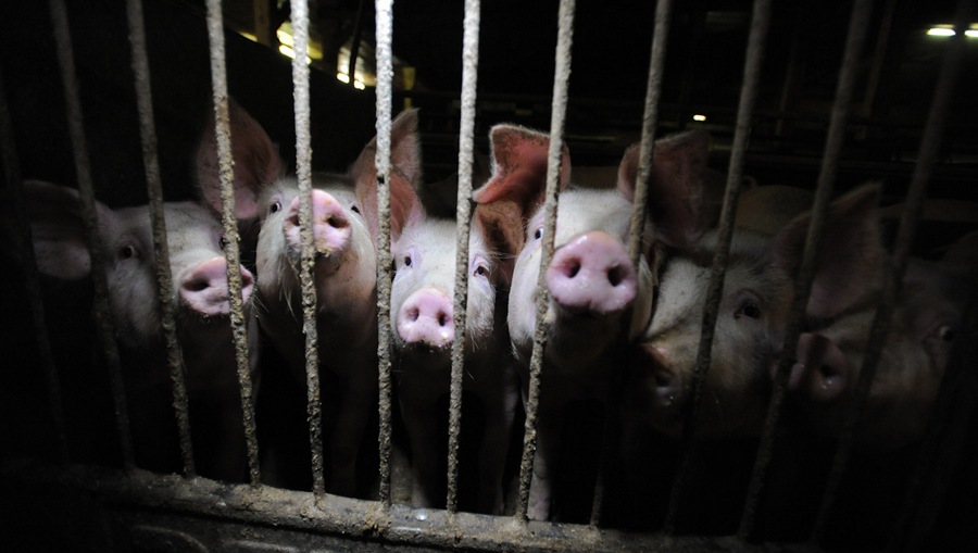 pigs in crammed cage 2