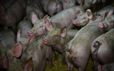 The Brutal Truth Behind The Ugly Industry of Pig Farming