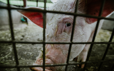 EU’s Agriculture Commissioner To Crack Down on Animal Agriculture