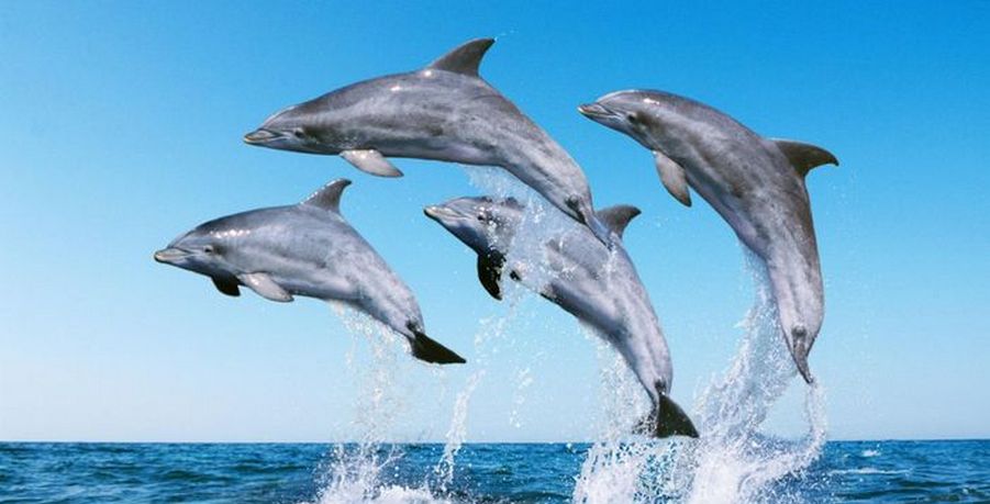 school of dolphins