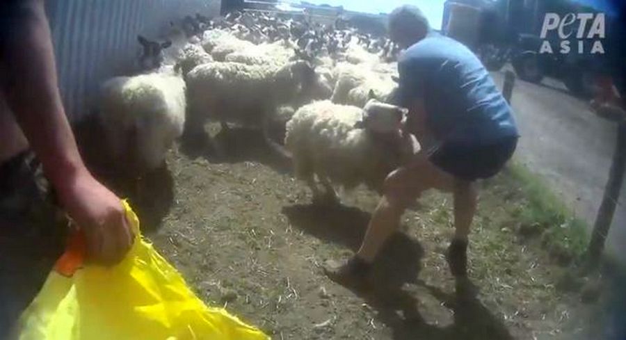 sheep punched in face