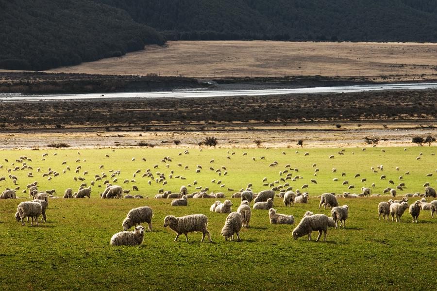 More New Zealanders Are Going Vegan Than Ever