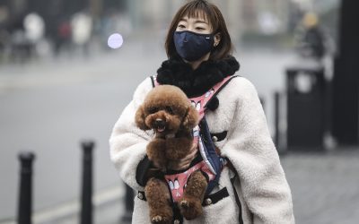 Thousands of Pets Abandoned, Killed in China Amid Coronavirus Fears