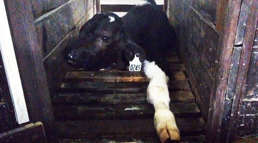 abused calf