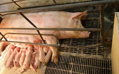 Farmers Starting to Kill Their Pigs After Process Factories Close