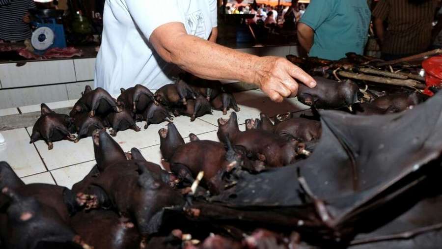 bats at a market