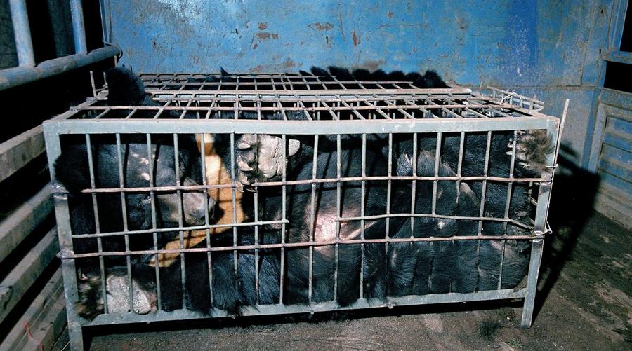 bile bear in crush cage