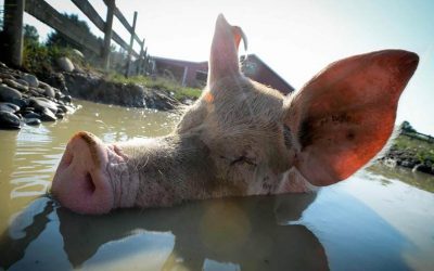 Sanctuary Farms Point To The Future For The Food System