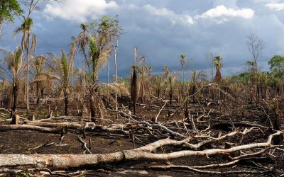 Health Crisis Like COVID-19 Exacerbated Due to Environmental Destruction