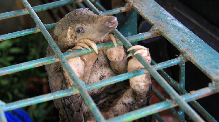 Asian Wildlife Markets Still Flourishing Despite Outrage