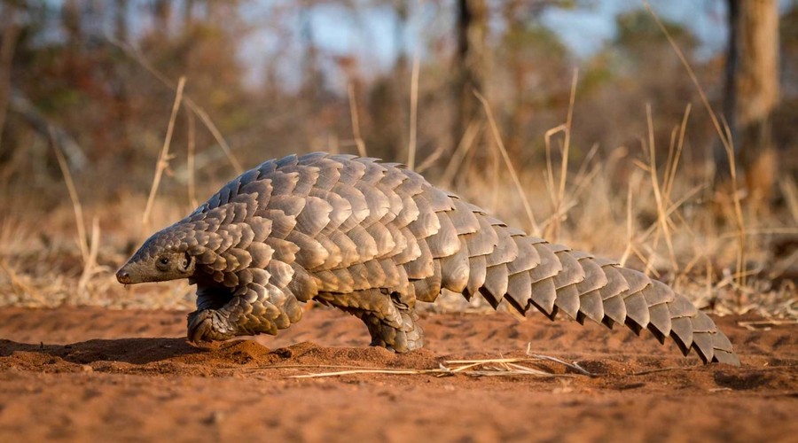 pangolin 5
