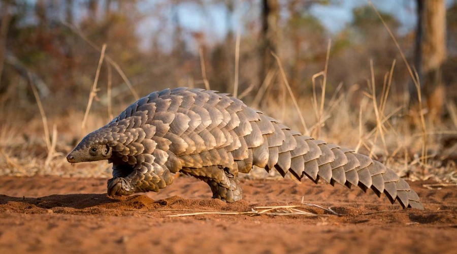 pangolin 5