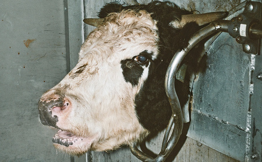 Confining and butchering animals is what caused COVID-19
