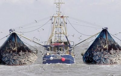 Seafood is Not An Environmentally-Friendly Alternative to Meat