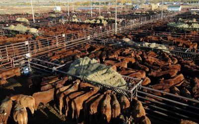 Montana’s Youth Sue State For Promotion of Fossil Fuels but what about Animal Agriculture?