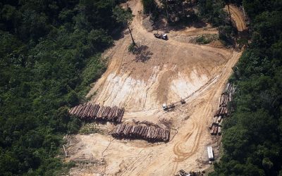 Time Is Running Out Of Time As Deforestation Increases for 13th Consecutive Month