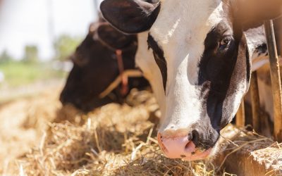 Seeing How Much Your Food Impacts the Earth Can Convince you to Go Vegan