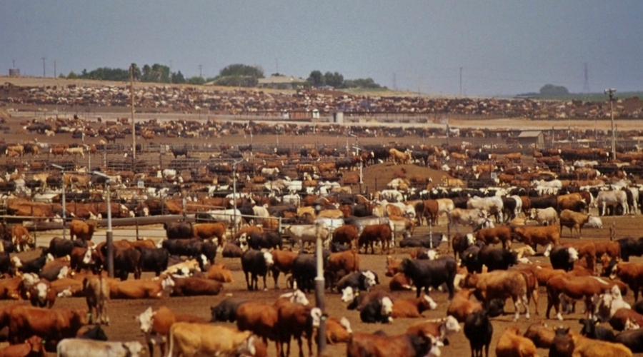 factory farm cows outdoors