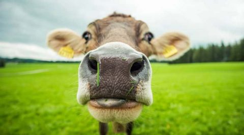 rethink animal ag
