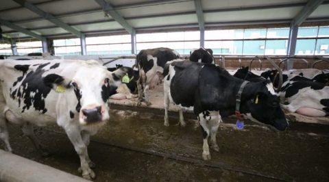 Dairy Farm Not Allowed To Describe Dairy Cows as 