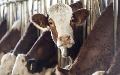 Pandemic, climate change give new spur to vegan lobby against meat industry