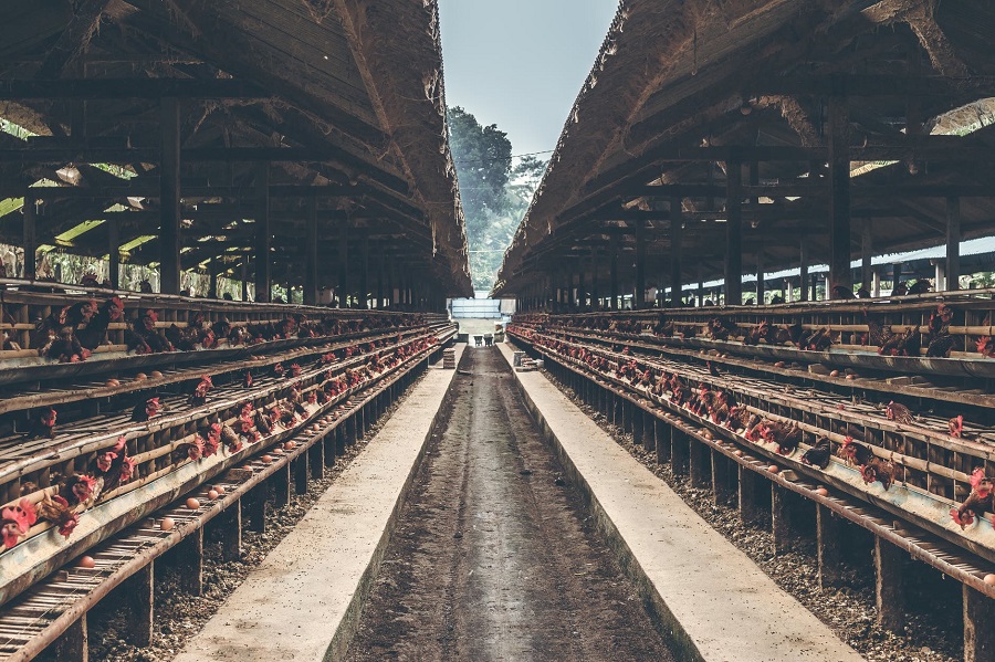 Will we see the end of factory farming in the near future?