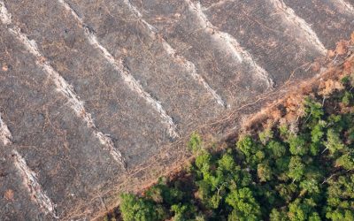 Mega meat companies are outsize contributors to Amazon destruction