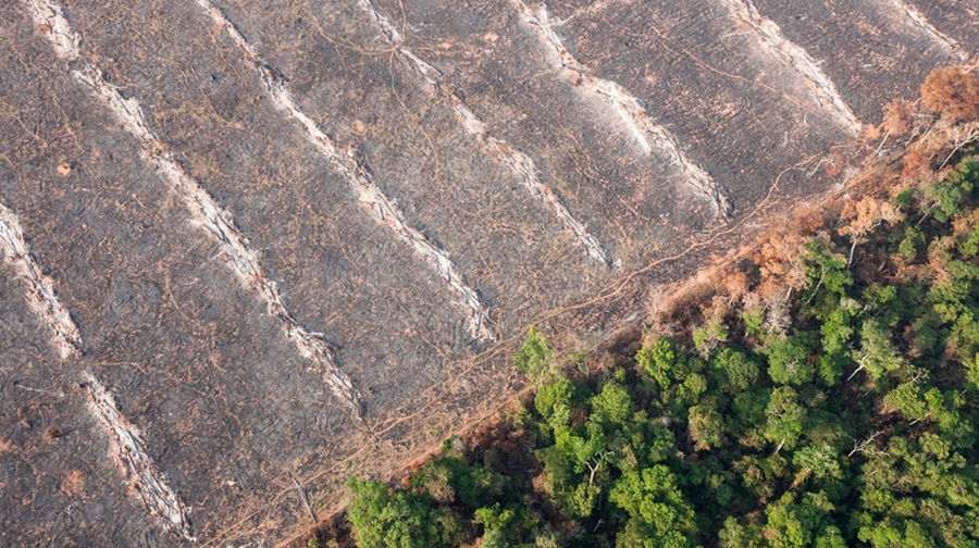 deforestation in mato grosso