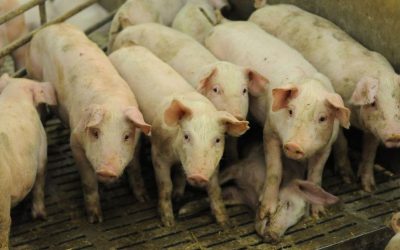 Big Meat Has Screwed The Planet And Is Getting Bailed Out By Trump