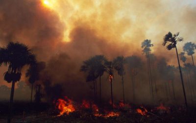 Tropical Forests Lose Football Pitch-Sized Area Of Rainforest Every 6 Six Seconds