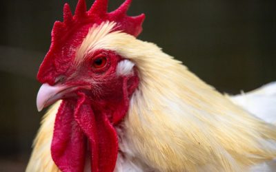 Iowa Farm Sanctuary rescues chickens from COVID-19 doom