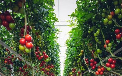 A 50{85424e366b324f7465dc80d56c21055464082cc00b76c51558805a981c8fcd63} Cut-Back In Meat And Dairy Prevents 1.6 Billion Tons Of Greenhous Gases