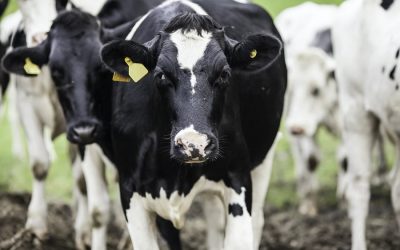 To save the planet quit funding animal agriculture