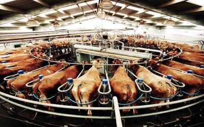 Wealthy countries eating habits are destroying their climate targets