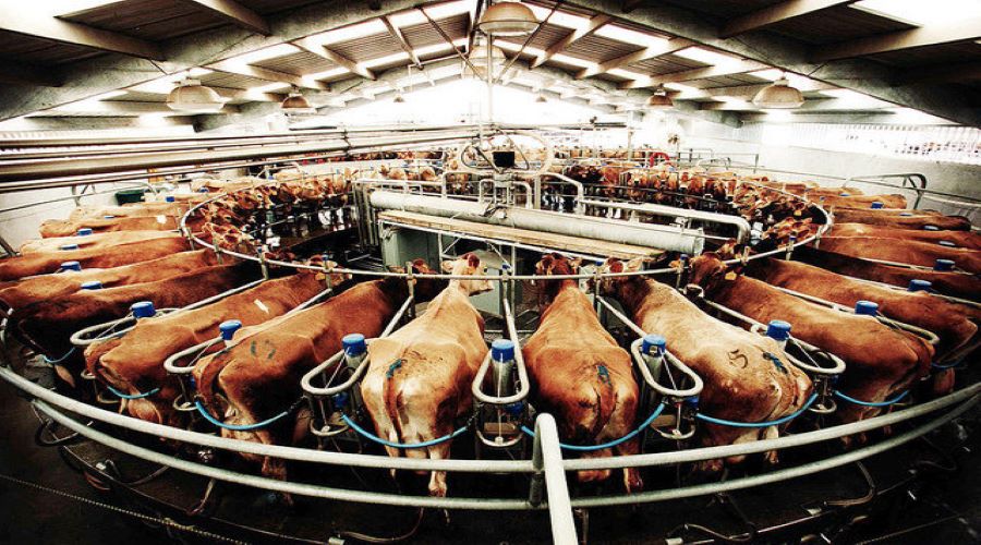 animal agriculture 2