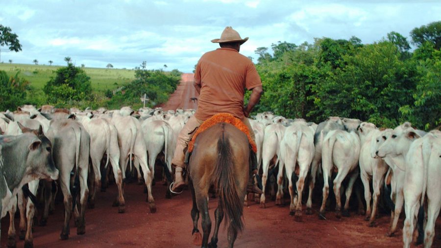 cattle ranchers in the amazon