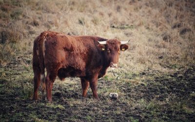 Animal agriculture the biggest contributor to climate change