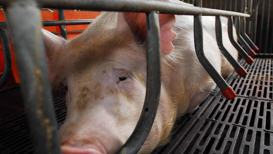 f pig