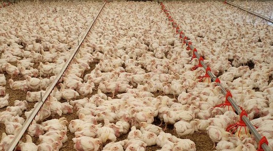 factory farm chickens 3