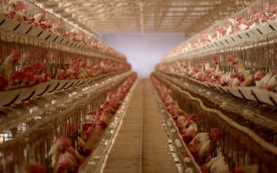 All factory farms must be shut down to prevent another pandemic