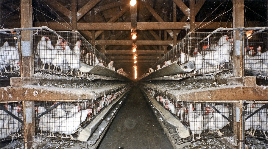 factory farm chickens 6