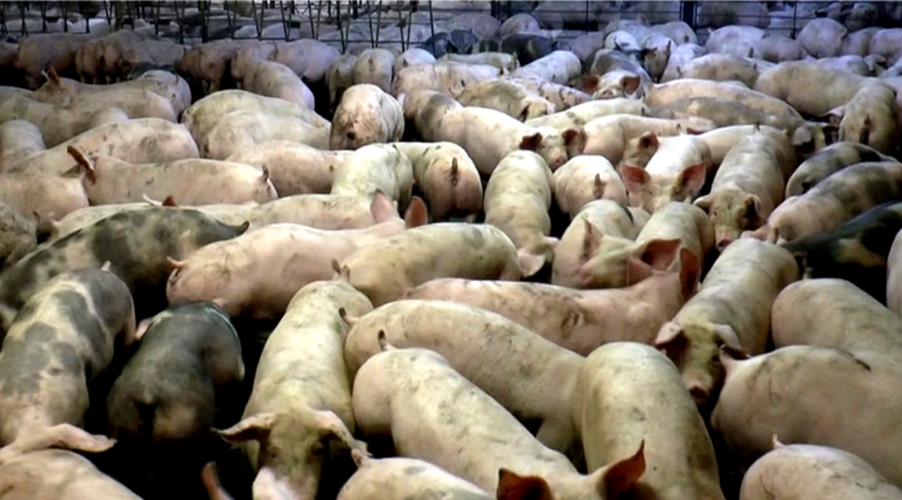 intensive pig farming
