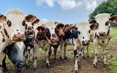 Humans must eat less meat and dairy to curb greenhouse gas says UN report