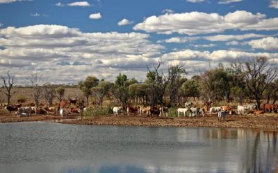 Cow farming is destroying Colorado’s water sources