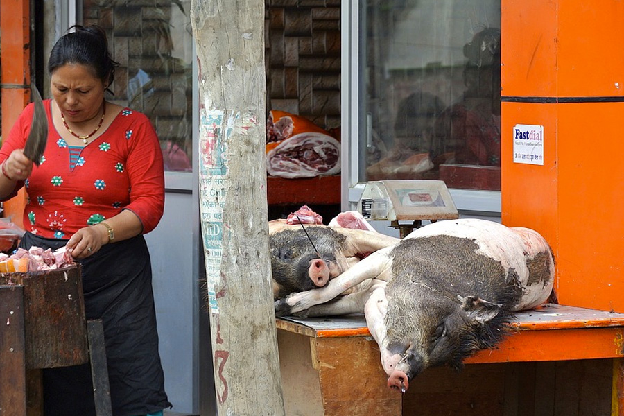Zoonosis: Could it be karma?