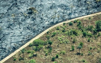 Controversial UK law will help to slow down deforestation