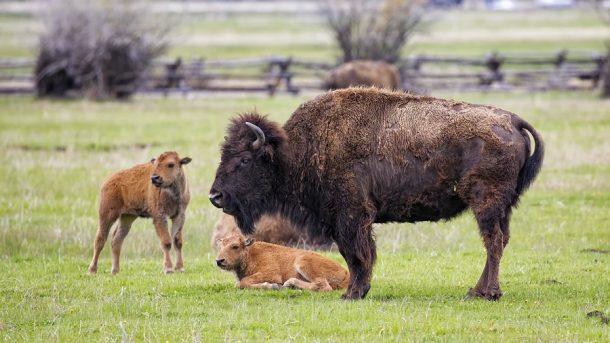 bison