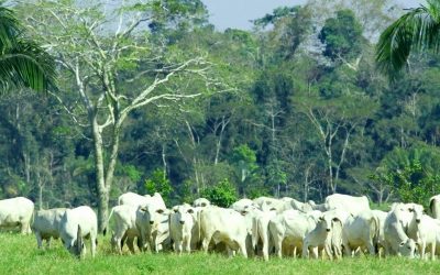 Brazilian nut farmers lose their land to meat producers