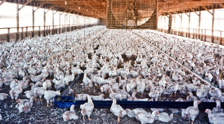 chicken farms